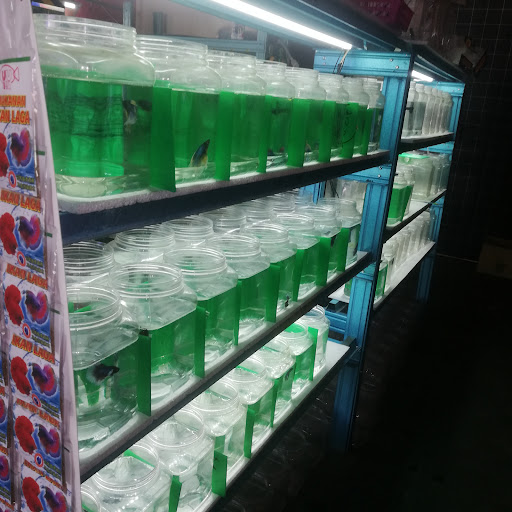 Kedai ikan hiasan dan barang